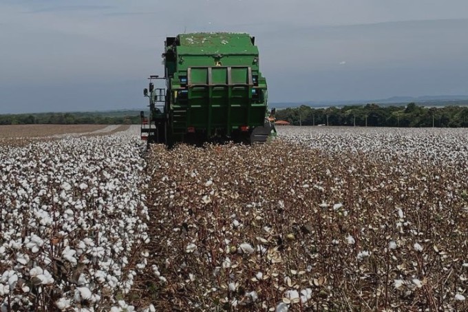 Paraná inicia colheita do algodão já pensando em aumentar área plantada