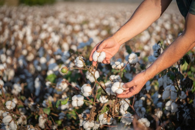 Produção de algodão deve atingir 3,89 milhões de toneladas no Brasil