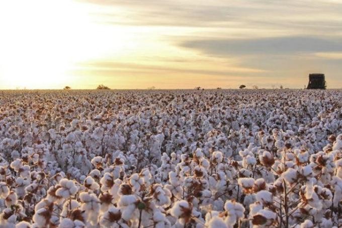 Plantio de algodão atinge 35% da área estimada, diz Abrapa