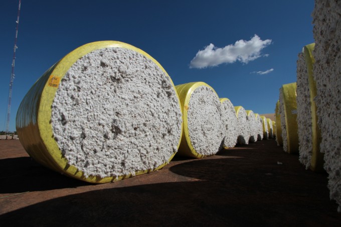 Brasil finaliza colheita de uma nova safra recorde de algodão