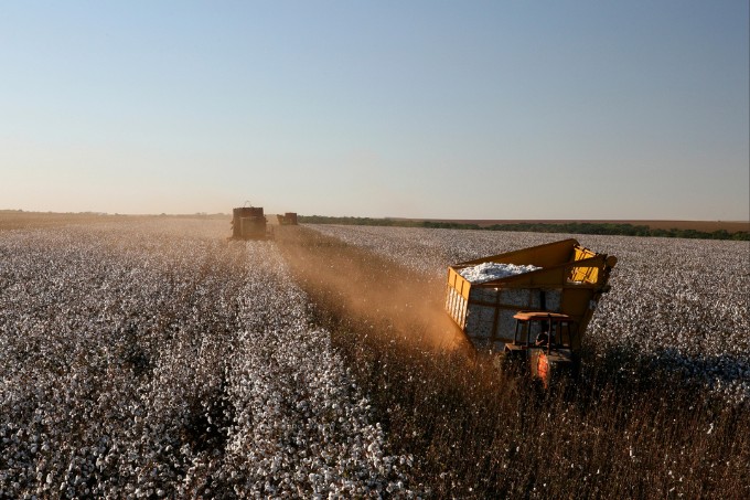 Cultura do algodão gera cerca de 1,5 milhão de empregos no Brasil