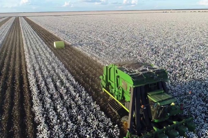 União entre produtores, exportadores e ApexBrasil colocou o Brasil na liderança mundial de exportação de algodão