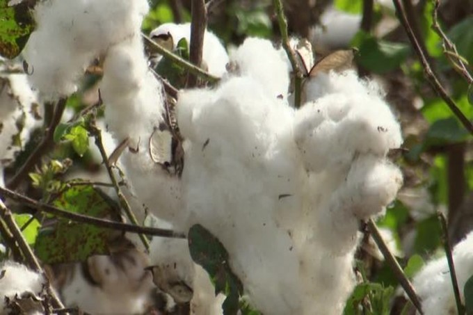 Com adesão de novos produtores, Paraná busca retomar protagonismo no plantio de algodão.